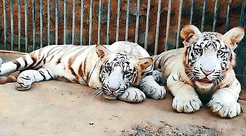 Union minister Bhupender Yadav releases 2 white tiger cubs in Delhi zoo's enclosure for public viewing