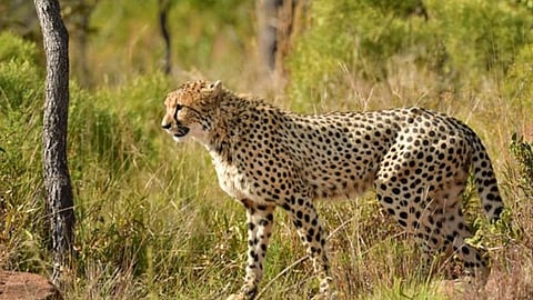South African cheetah translocated to Kuno National Park dies