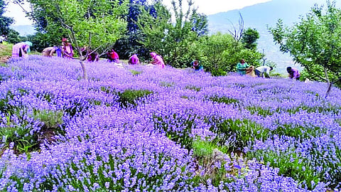 Himachal Pradesh to collaborate with Centre to promote lavender cultivation
