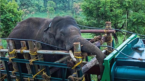Arikomban shifting won't provide lasting solution