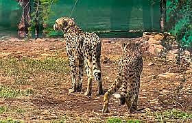 Centre sets up high-level panel to oversee cheetah project 