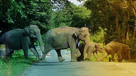 After rice-eating tusker translocated, another elephant herd destroys shed in Idukki district