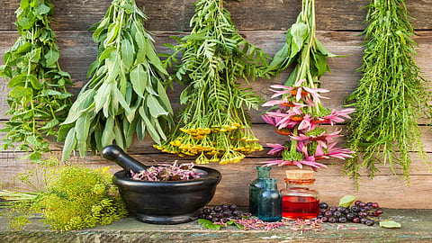 Researchers pitch for more studies, trials of medicinal plants for diabetes management