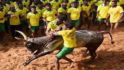 SC upholds validity of Tamil Nadu law allowing bull-taming sport 'Jallikattu'