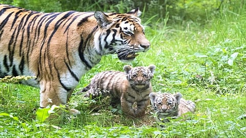 MP: Two tiger cubs born in Panna Reserve