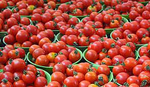 Govt says tomato prices will cool down in next 15 days; normalise in a month