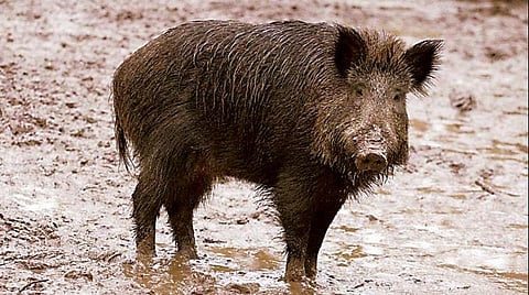 pig