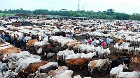 Cleric cautions Muslims against slaughtering 'particular animal' as anti-cow slaughter law still in place in Karnataka