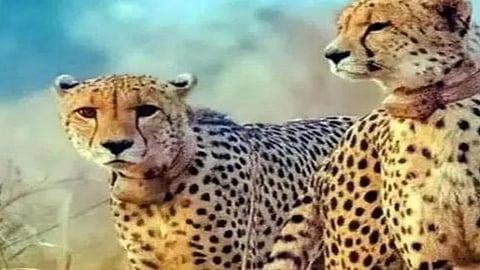 Nine cheetahs from Botswana arrive at MP's Kuno National Park