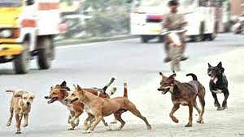 stray dogs