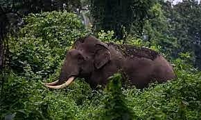 Wild elephant