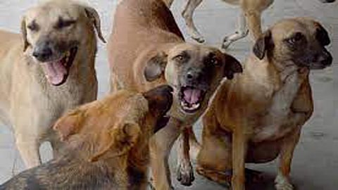 stray dogs