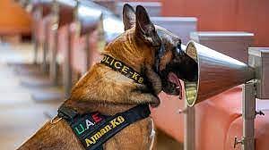 Trained scent dogs may more effectively detect Covid than RT-PCR tests: Study