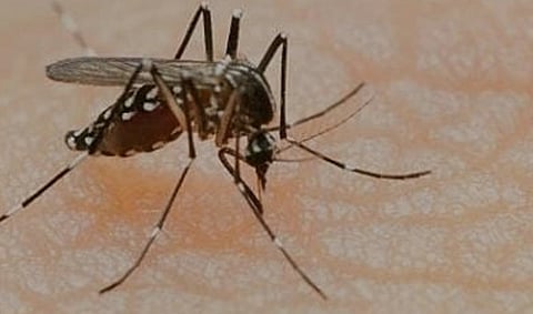 Bengal witnesses sudden spurt in dengue cases  