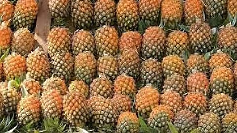 Pineapple 