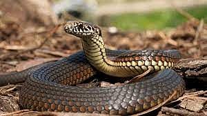 Snake