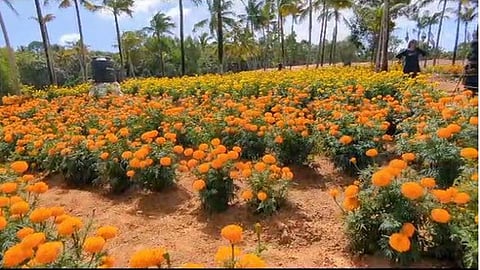 Marigold Cultivation in Kattakkada, Kerala