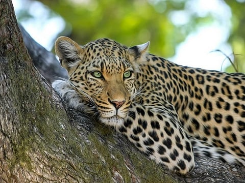 Karnataka Govt Forms Rapid Response Task Force for Bengaluru City After Leopard Scare