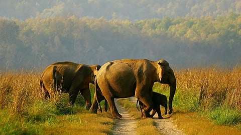 India has 150 elephant corridors, West Bengal leading with 26: Union Environment Ministry report
