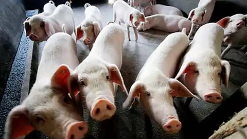 Swine flue in Kerala village