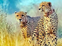 One more cheetah dies at Kuno National Park