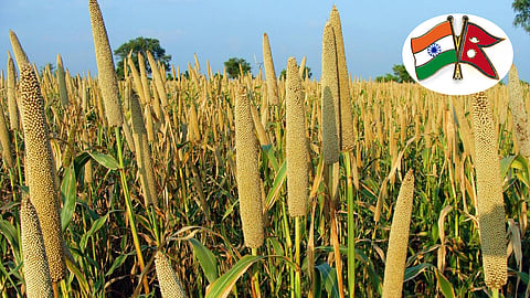 Millet cultivation