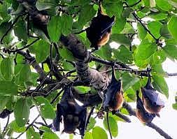 Nipah Virus in Kerala: 2 Dead, 7 Panchayats Declared Containment Zones