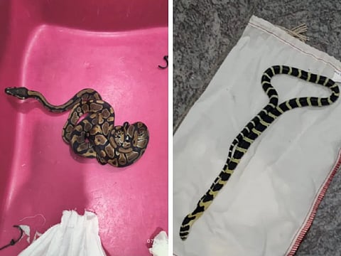 Airline passenger caught with 72 snakes, 6 dead monkeys in baggage