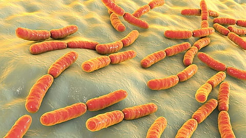 Gut disorders may lead to Alzheimer's, study finds