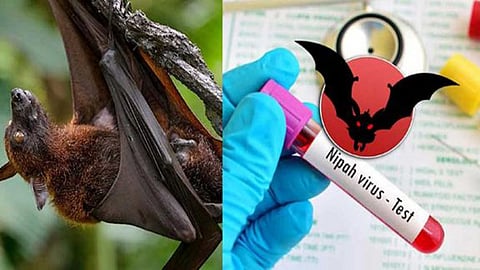 Nipah virus presence in bats in Wayanad district of Kerala