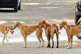 stray dogs