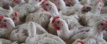 Bird flu outbreak reported in Kerala's Alappuzha