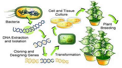 GM Crops