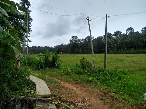 paddy lands and wetlands