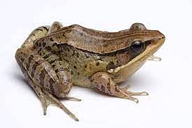 New Species of Vocal Frog Discovered in Arunachal Pradesh
