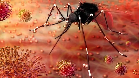 Mosquito-borne zika virus