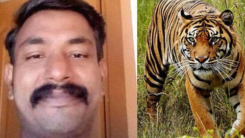 Kerala HC dismisses plea against order to shoot tiger which killed man in Wayanad