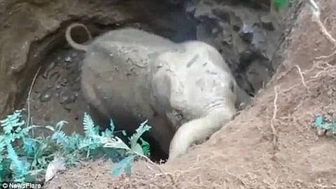 The elephant in the shallow well