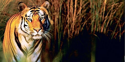 Residents demand action after suspected tiger attack