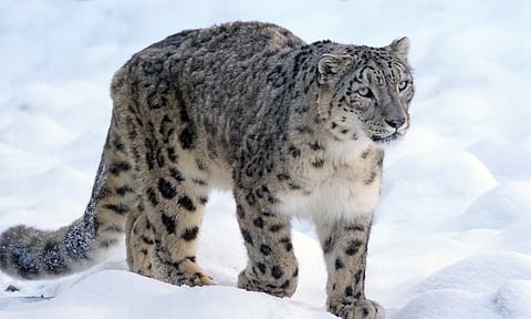 Snow Leopard