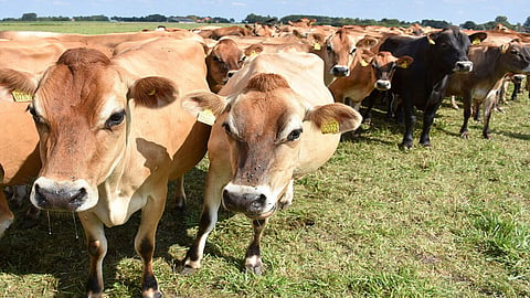 Cattle