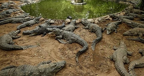 Record Count of 1,811 Saltwater Crocodiles in Odisha's Bhitarkanika National Park