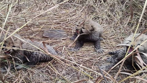 Namibian cheetah Aasha's new born cubs