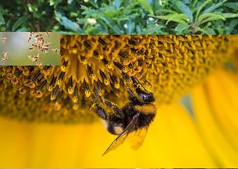 Tragic Bee Attack Claims One Life