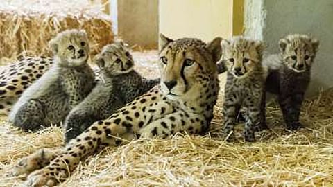 Cheetah cubs