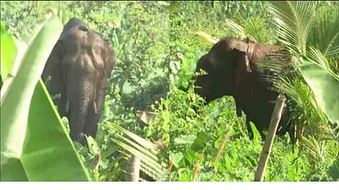 Thanneer Komban - the wild tusker died today on way during relocation to Karnataka