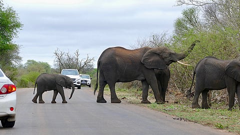Wild elephant attacks in Wayanad,Kerala