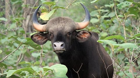 Shoot down wild gaur that killed farmer if it cannot be tranquilised: Kerala Government order