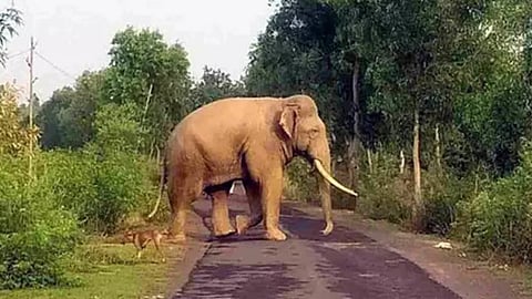 Karnataka, Kerala, Tamil Nadu to adopt joint SOP to manage human-wildlife conflict