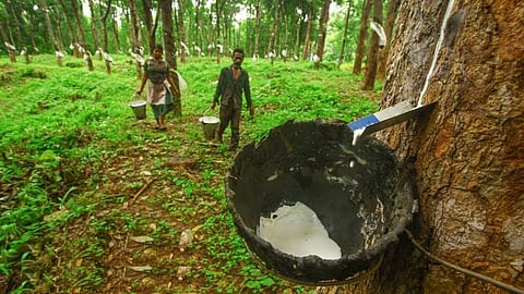 Rubber plantation, Kerala